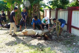 Tebar Kepedulian dan Kebersamaan, PTA Medan Laksanakan Pemotongan Hewan Qurban Tahun 2026